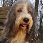 Bearded Collie Micky