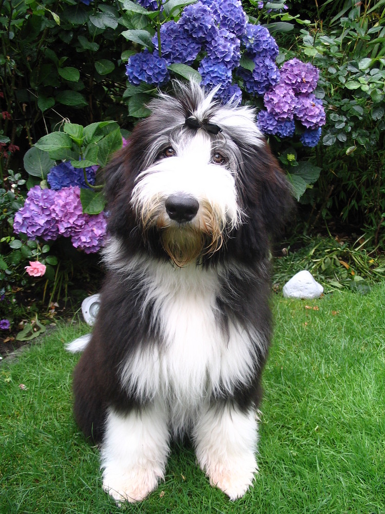 Bearded Collie Micky unter der Hortensie