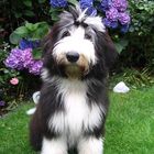 Bearded Collie Micky unter der Hortensie