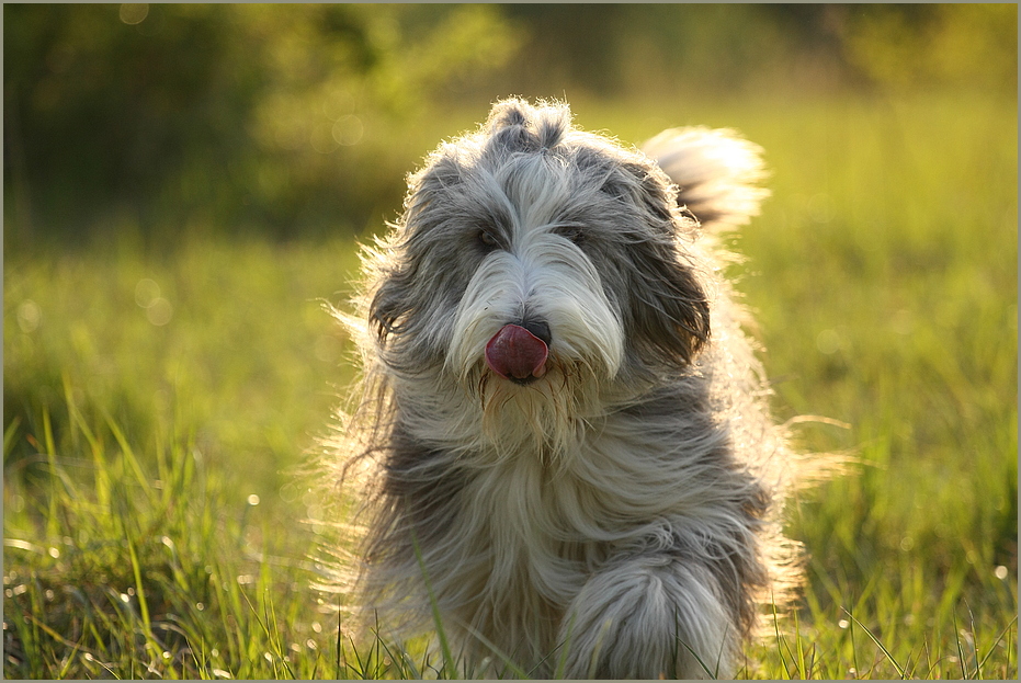 Bearded Collie Pearl