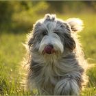 Bearded Collie Pearl