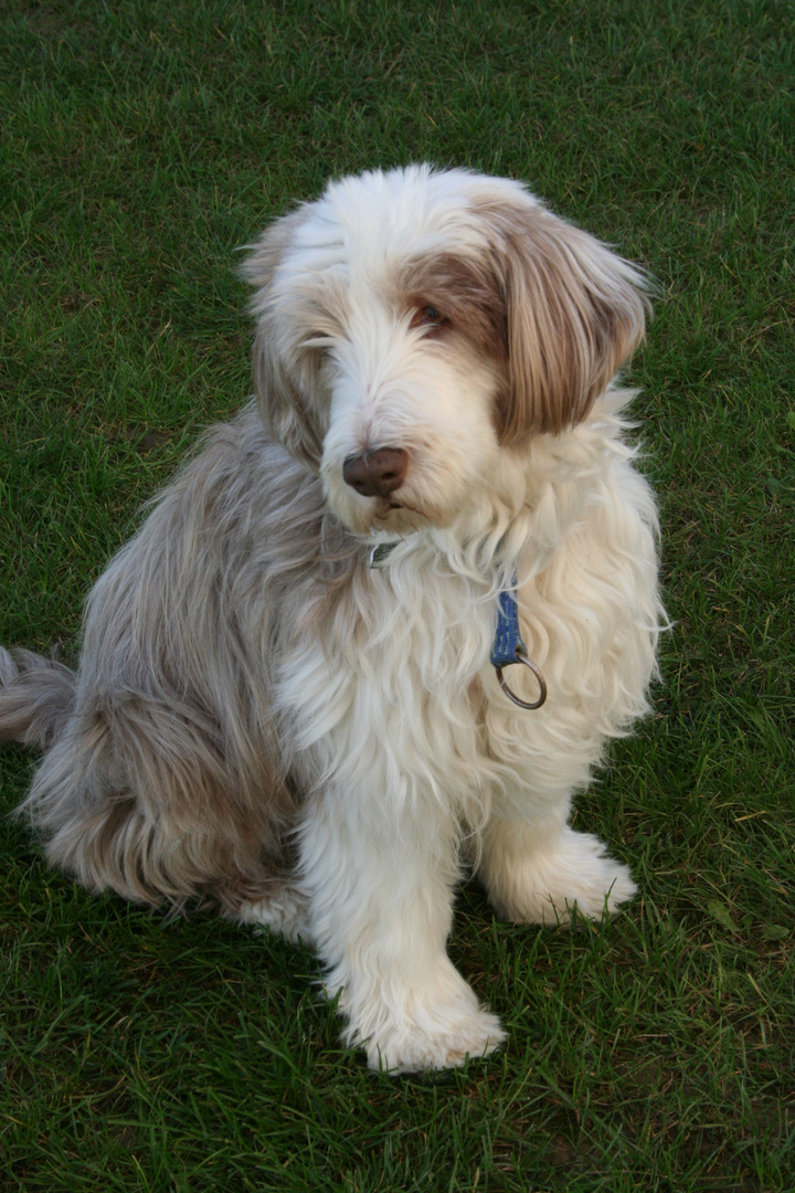 Bearded Collie-Stella