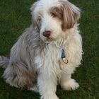 Bearded Collie-Stella