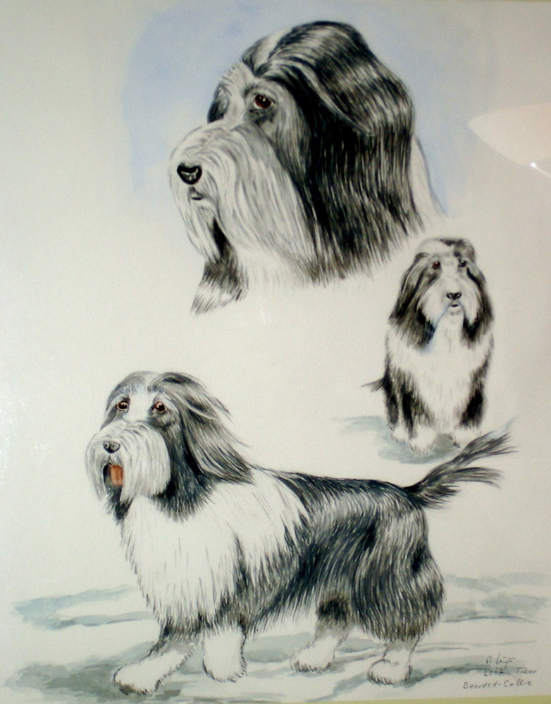 Bearded-Collie Tibor