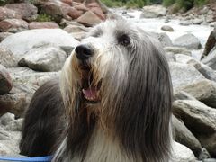 Bearded-Collie, Tibor