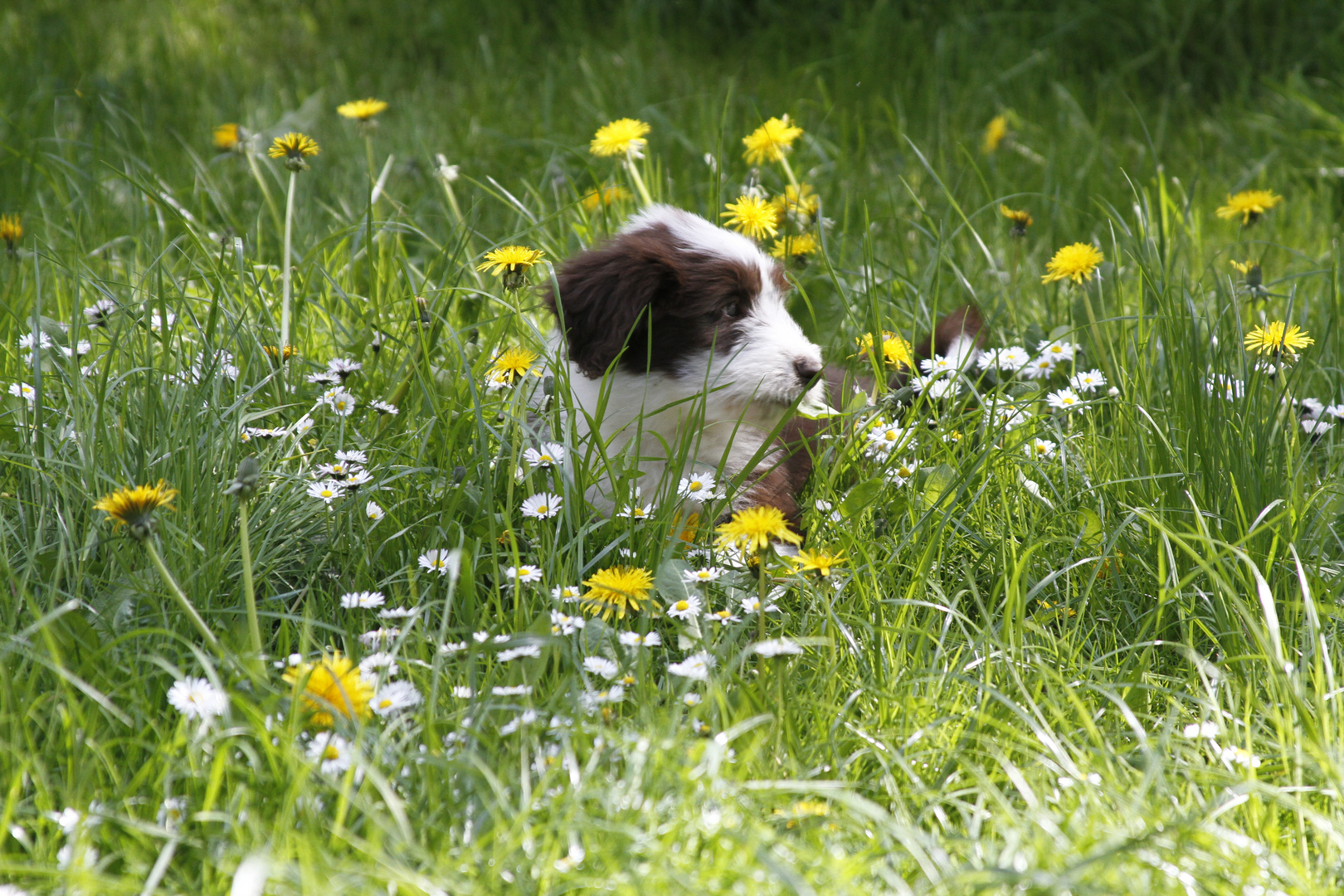 Bearded Collie Welpe