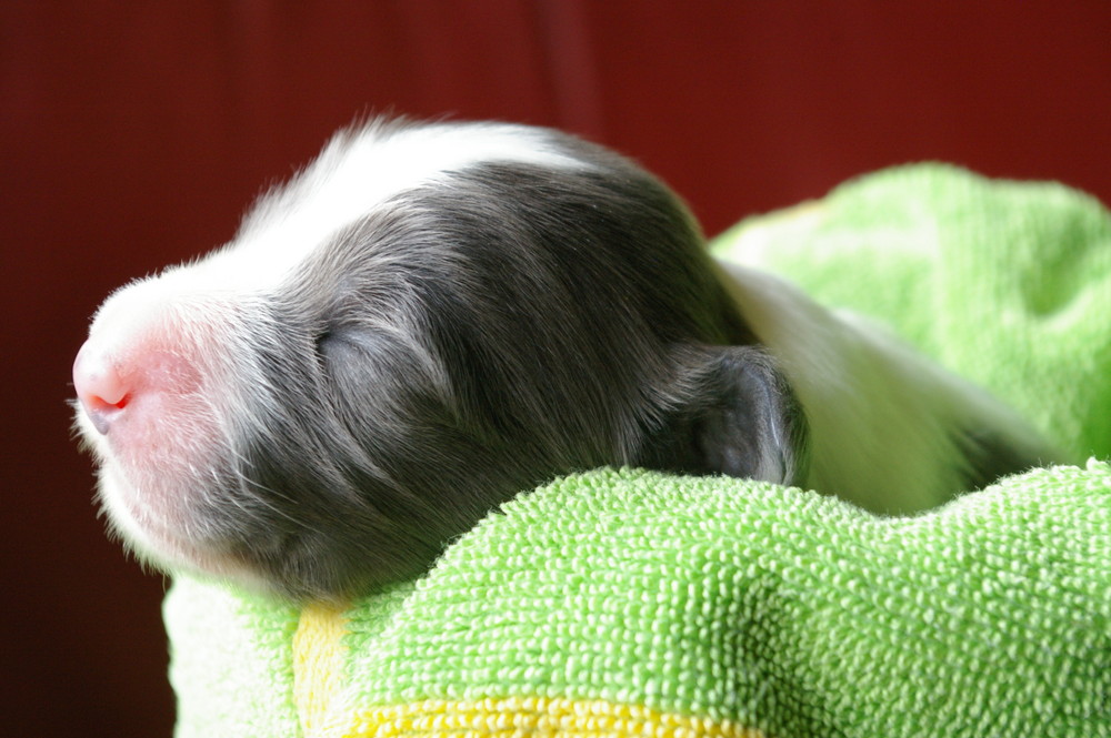 Bearded Collie Welpe