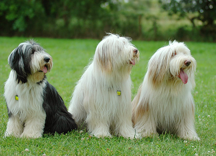 Bearded Collies