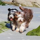 Bearded Collies am Strand von Trevignon / südl. Bretagne