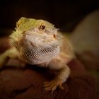 Bearded Dragon