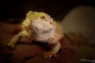 Bearded Dragon by Massimo Gherardi 