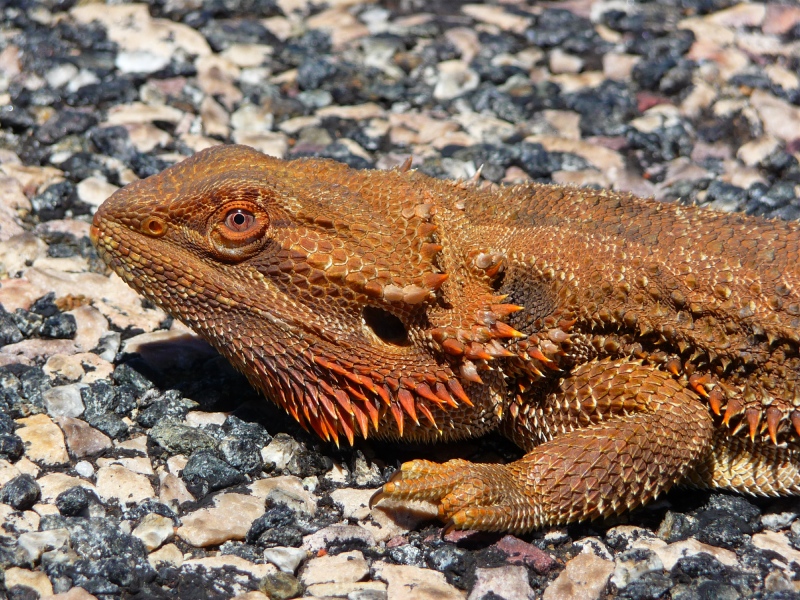 Bearded Dragon