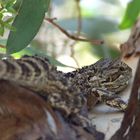 Bearded Dragon