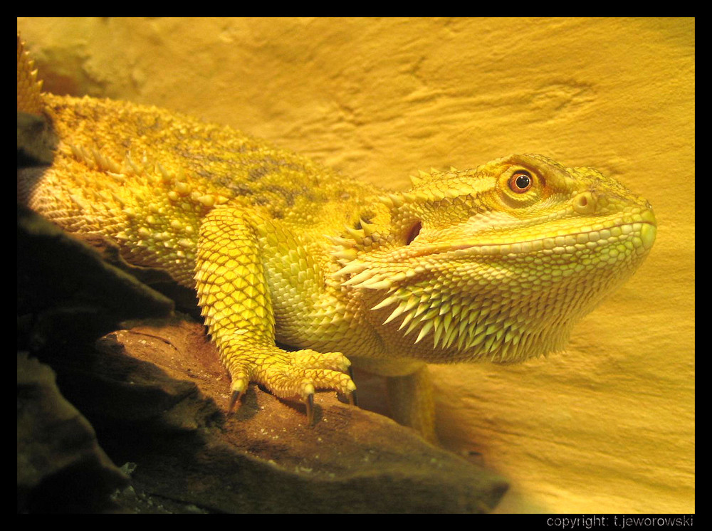 Bearded Dragon.