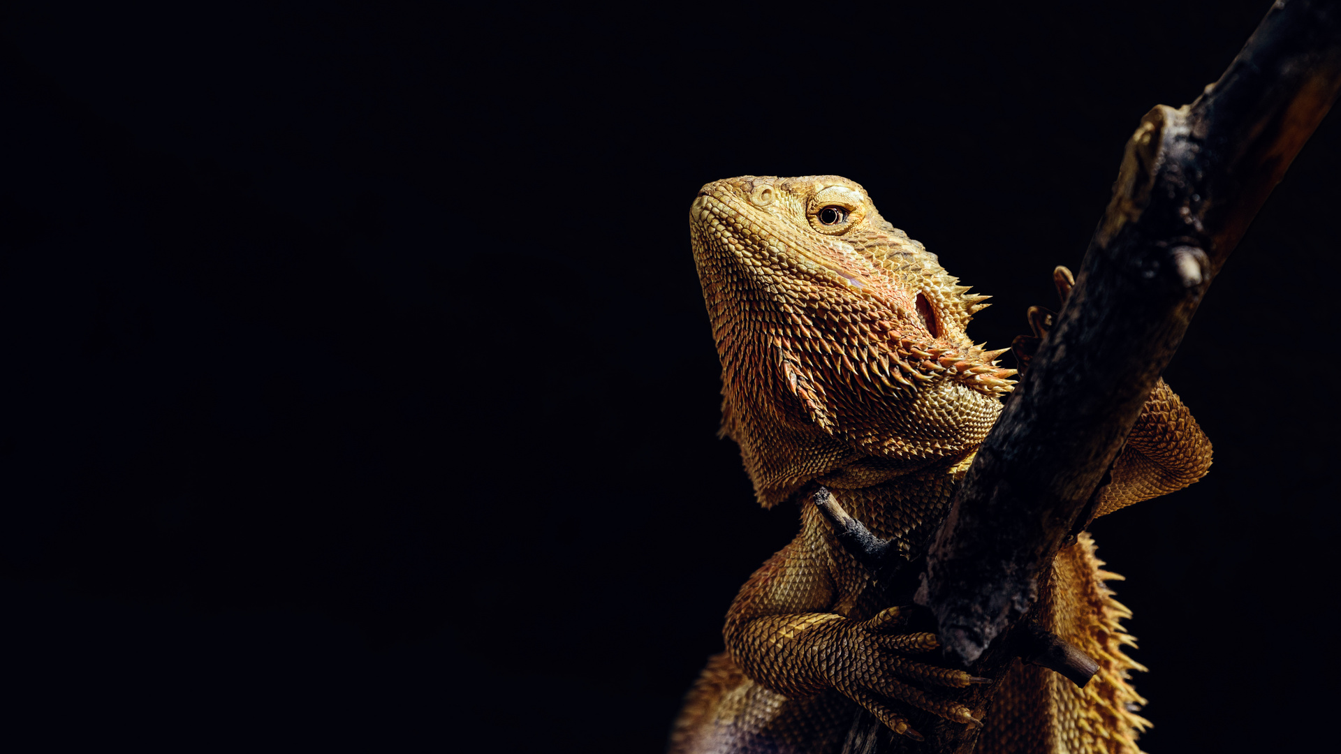 Bearded Dragon