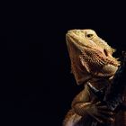 Bearded Dragon