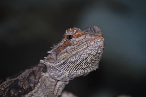 bearded dragon