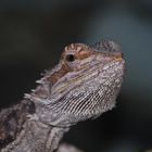 bearded dragon