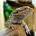 Bearded Dragon