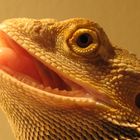 Bearded Dragon