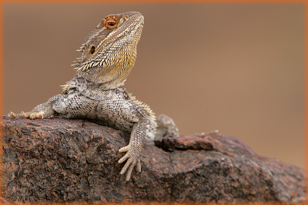 bearded dragon