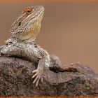 bearded dragon