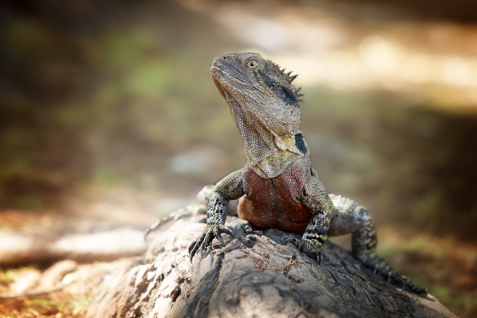 Bearded Dragon