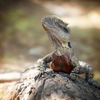 Bearded Dragon