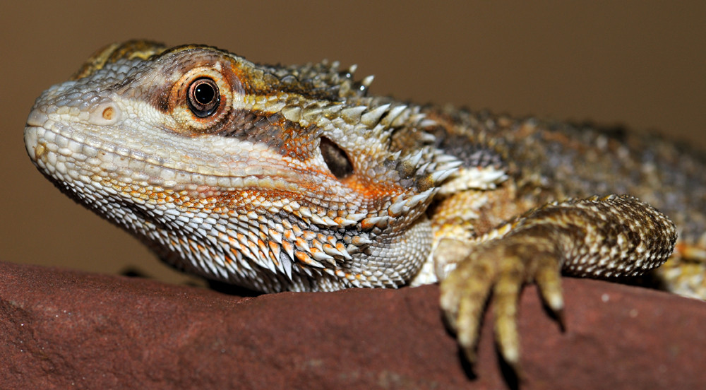 Bearded Dragon