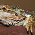 Bearded Dragon