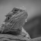 Bearded dragon - BW