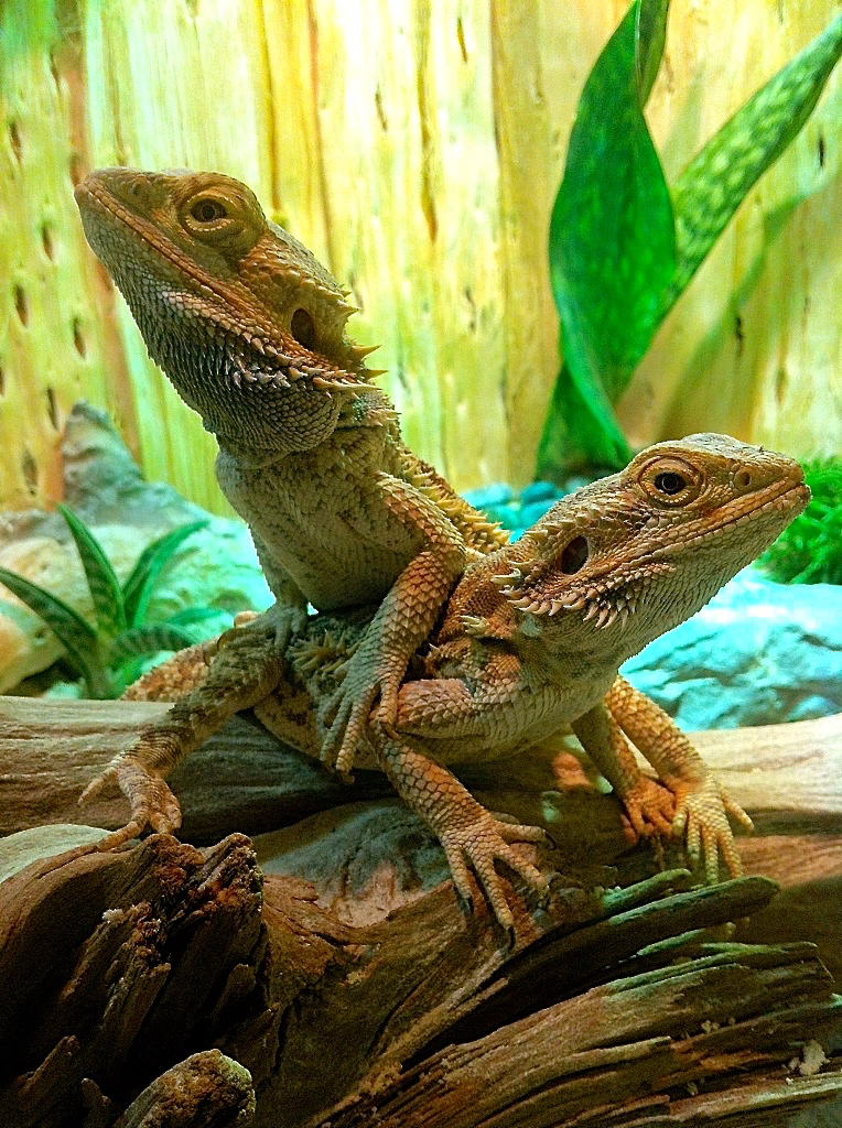 Bearded Dragon Couple