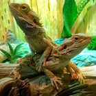 Bearded Dragon Couple