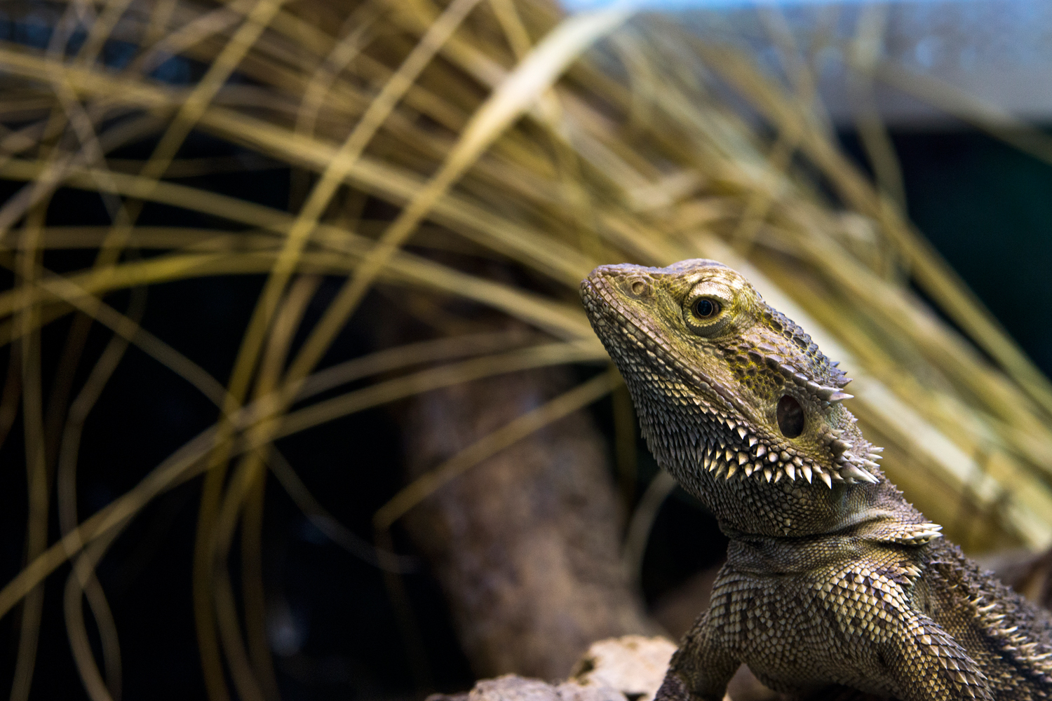 Bearded Dragon