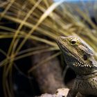 Bearded Dragon