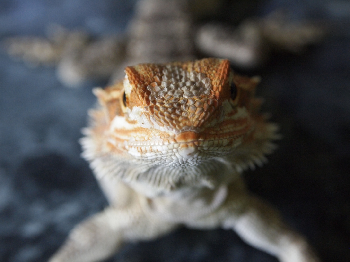 Bearded Dragon !