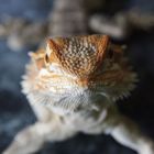 Bearded Dragon !