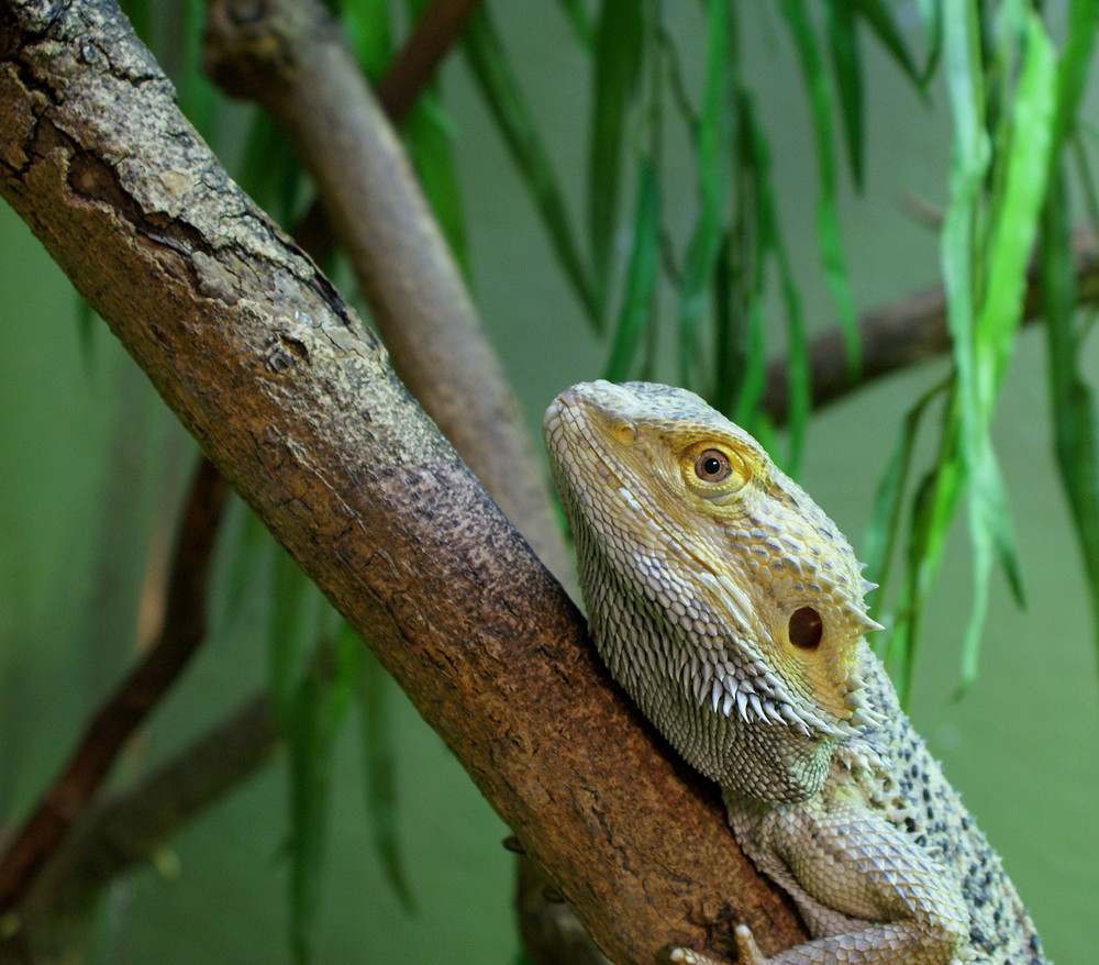 Bearded Dragon For Frank