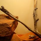 Bearded Dragon I