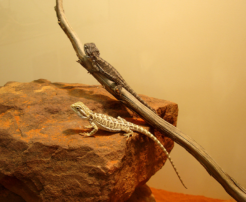 Bearded Dragon II