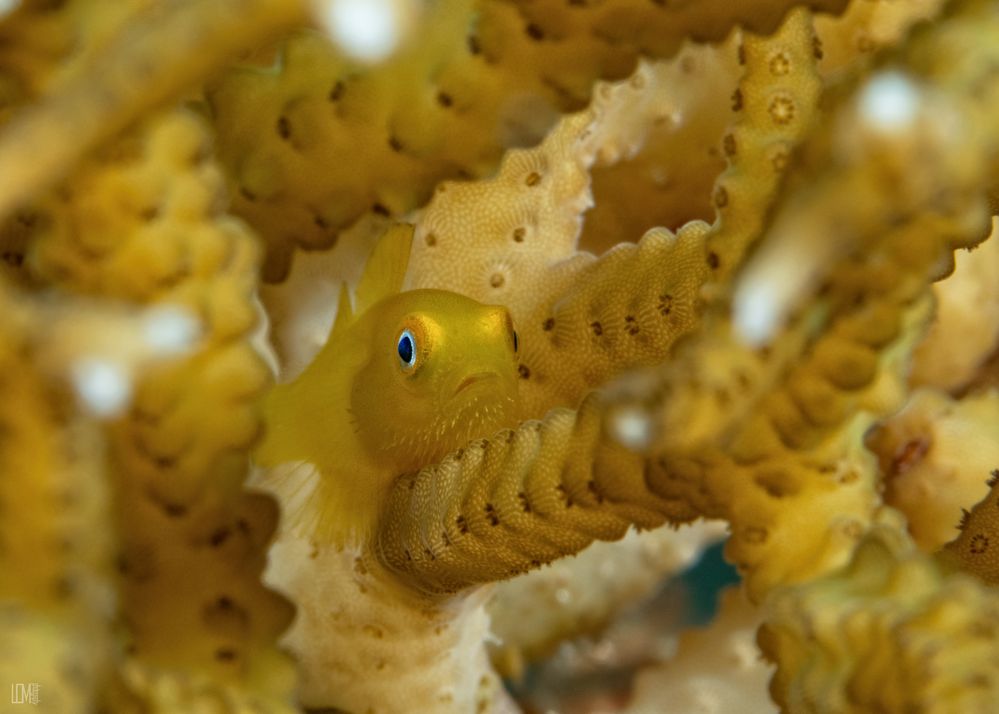 Bearded Goby