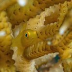 Bearded Goby