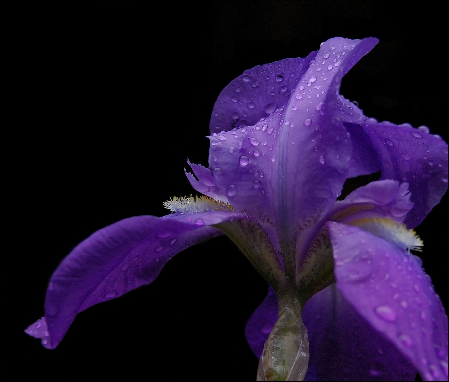 Bearded Iris