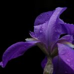 Bearded Iris