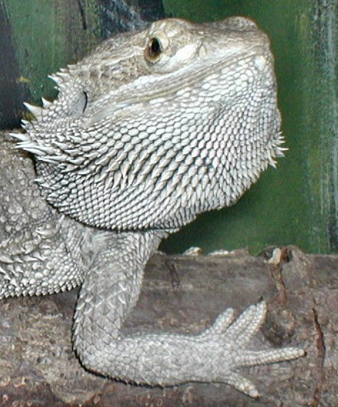 Bearded Lizard #2