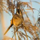 Bearded Parrotbill