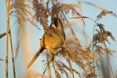 Bearded Parrotbill