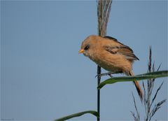 Bearded reedling