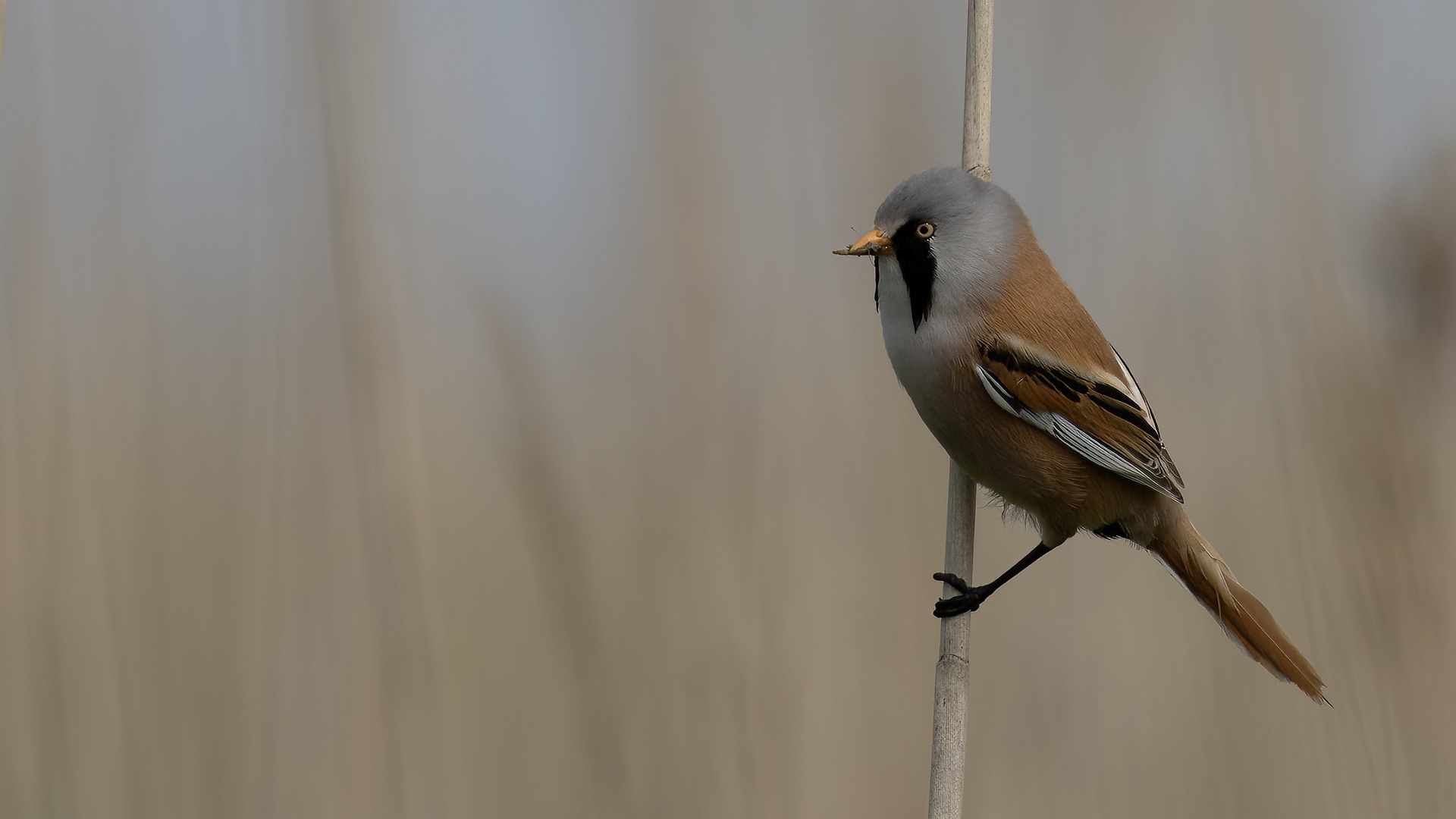 Bearded Reedling