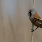 Bearded Reedling